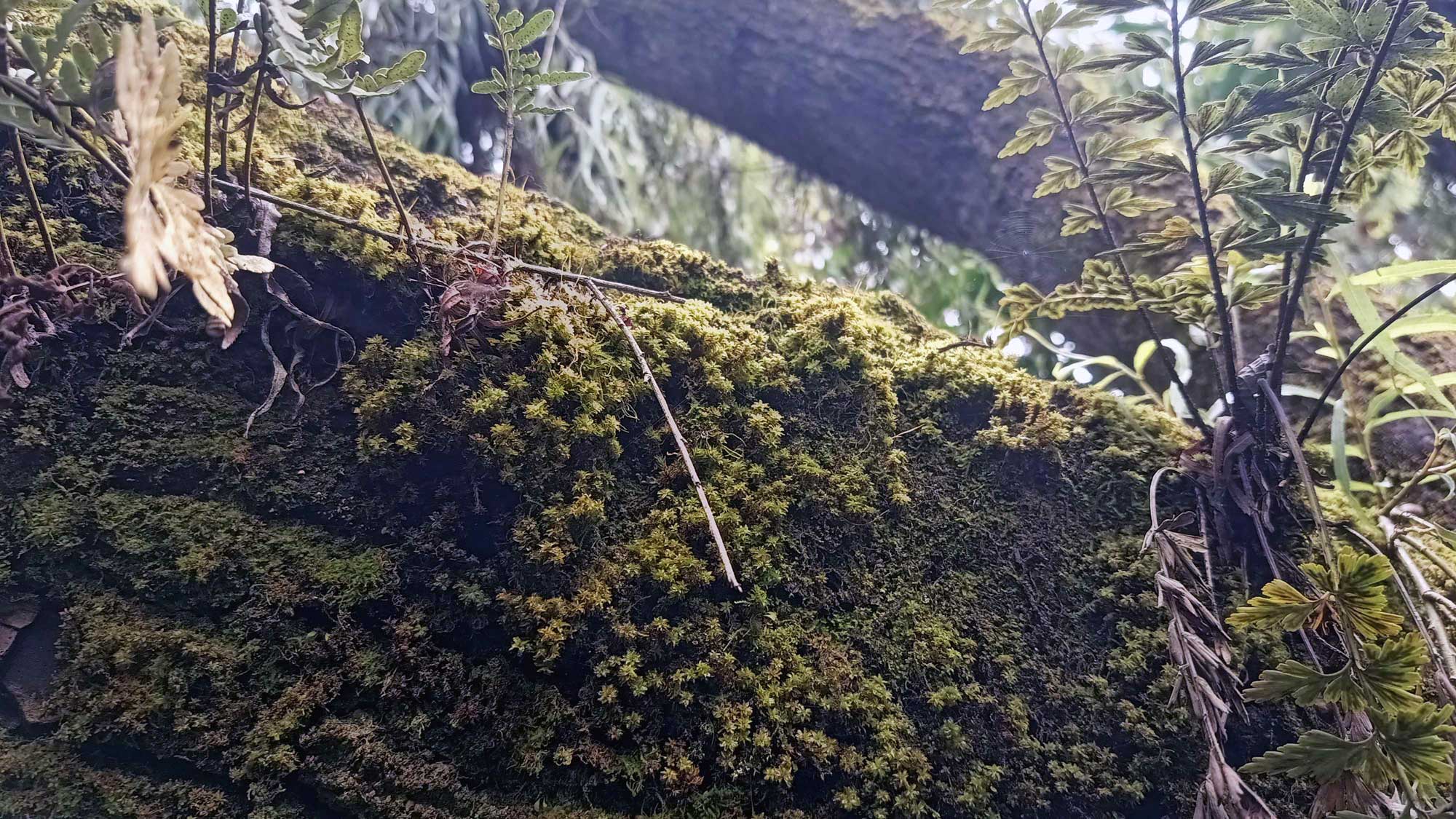 Campo 4 - Estructura Ecológica Principal