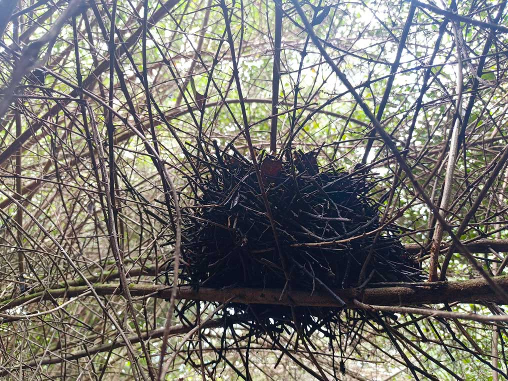 Campo 10 - Estructura Ecológica Principal