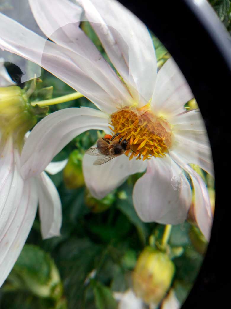 Campo 27 - Estructura Ecológica Principal